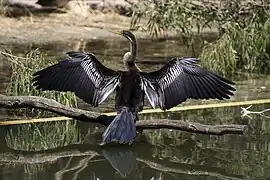 Male drying its wings