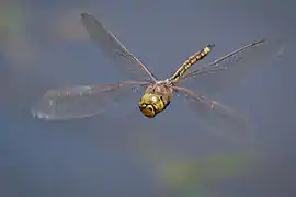 Image 4The Odonata (dragonflies and damselflies) have direct flight musculature, as do mayflies. (from Insect flight)