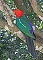 Male showing extensive blue rump