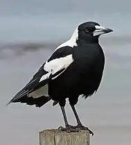 G. tibicen tyrannica on the southern Victorian coast