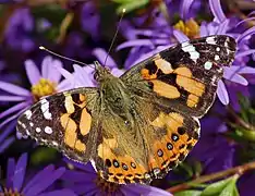 Vanessa kershawi,Australian painted lady