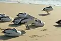 Beach roosting at Moreton Island