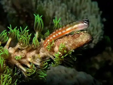 Image 76Australian blenny (from Coastal fish)