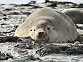 Sea lion on beach