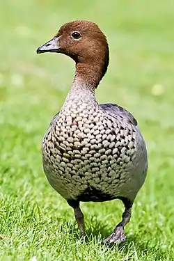 Image 8Australian Wood DuckPhoto credit: Fir0002The Australian Wood Duck (Chenonetta jubata) is a dabbling duck found throughout much of Australia. Its habitat is lightly wooded swamps and marshes. This abundant duck nests in a tree hole laying 8–12 eggs. They are usually 45 to 51 centimetres (17.7 to 20.1 in) in length and look like a small goose. It rarely swims, feeding mostly by grazing. The male is grey with a dark brown head and mottled breast. The female has white stripes above and below the eye and mottled underparts. Both sexes have grey wings with black primaries and a white speculum.More selected pictures