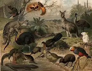 Image 35Australian and New Zealand fauna. This image was likely first published in the first edition (1876–1899) of the Nordisk familjebok. (from Fauna)