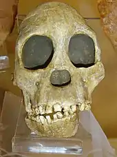 Image 1Fossil of the Taung child discovered in South Africa in 1924 (from History of paleontology)