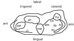 See text description of the molars.