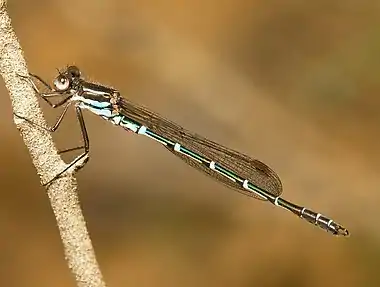 Image 9Metallic RingtailPhoto: JJ HarrisonThe Metallic Ringtail (Austrolestes cingulatus) is an Australian species of damselfly, so named because of its glossy metallic colouration and the "rings" on each abdominal segment. It is widely distributed in Tasmania, Victoria, eastern New South Wales and south eastern Queensland.More selected pictures