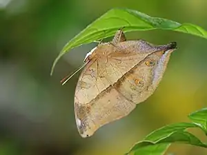 Ventral view