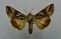 Autographa gamma