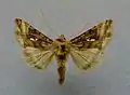 Autographa macrogamma