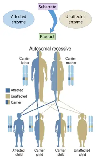 Hereditary defects in enzymes are generally inherited in an autosomal fashion because there are more non-X chromosomes than X-chromosomes, and a recessive fashion because the enzymes from the unaffected genes are generally sufficient to prevent symptoms in carriers. Exceptions include cases of haploinsufficiency, where the unaffected gene cannot compensate for the affected one.