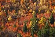 Autumn colours in Arrowtown, New Zealand