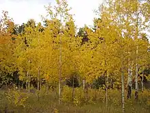 Image 41Autumn in the Bighorn Mountains (from Wyoming)