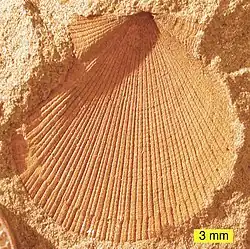 The bivalve Aviculopecten subcardiformis from the Logan Formation in Wooster, Ohio (external mold).