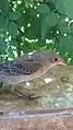 Female rosy starling