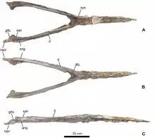 Holotype