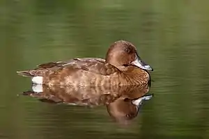 Image 17HardheadPhotograph credit: John HarrisonThe hardhead (Aythya australis) is a species of diving duck found in Australia. Also known as the white-eyed duck, its plumage is chocolate brown in both sexes, but only males have the distinctive white eye. The common name "hardhead" has nothing to do with the density of the bird's skull, instead referring to the difficulty encountered by early taxidermists in processing the head. These female (top) and male (bottom) hardheads were photographed at Hurstville Golf Course in Mortdale, New South Wales.More selected pictures