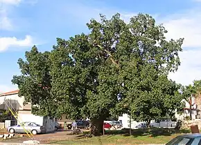 The sycamore (Ficus sycomorus) was often planted for shade.  It was also often planted at temples, and its wood was used for making coffins for mummies.