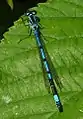 Azure damselfly, Coenagrion puella