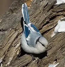 Azure tit