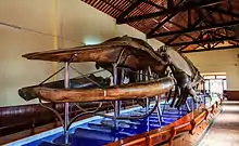 Vạn Thủy Tú temple, one of the Vietnamese Whale worship sites, hosts the largest whale skeleton in Vietnam.