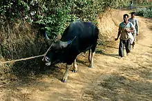 Black bovid with humans