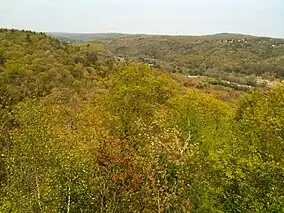 Forested landscape