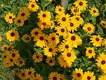 Image 23Black-eyed susans, the state flower, grow throughout much of the state. (from Maryland)