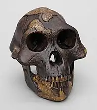 Australopithecus afarensis "Lucy" skull