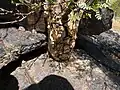 Bursera microphylla growing on a granite boulder at South Mountain Municipal Park, Phoenix, Arizona. October 2008. (C. Cordova)