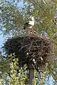 Image 11White storks on their nest in Belarus, 2009. The Stork is the national symbol of Belarus.