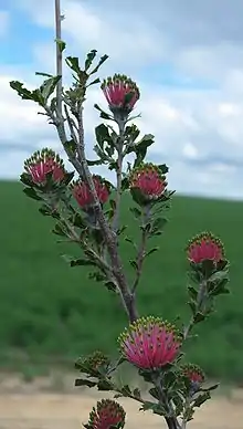 closeup of part of plant, displaying nine blooms on the ends of branches