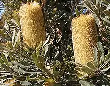 Banksia media inflorescences