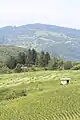 Bačevci - panorama
