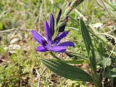 Babiana angustifolia