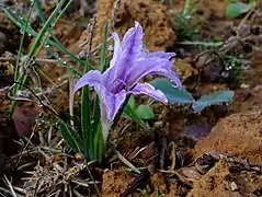 Babiana pauciflora