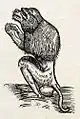 Baboon-Tartarine woodcut