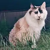 A 16-year-old female black tortoiseshell Ragdoll cat. While tortoiseshell Ragdolls are actually colourpoint tortoiseshell-and-white (calico) in color, the nomenclature is different in this breed's descriptions of colors and patterns.