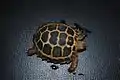 Baby Forsten's tortoise