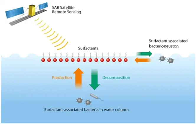 Bacteria, sea slicks and satellite remote sensingSurfactants are capable of dampening the short capillary ocean surface waves and smoothing the sea surface. Synthetic aperture radar (SAR) satellite remote sensing can detect areas with concentrated surfactants or sea slicks, which appear as dark areas on the SAR images.