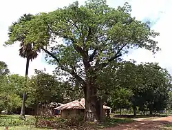 Typical house in Bagaya