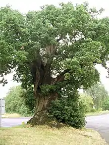 The Baginton oak in summer