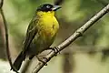 Stuhlmann's weaver (P. b. stuhlmanni) in Bwindi Impenetrable NP, Uganda