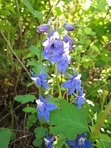 Blue delphinium (Larkspur)