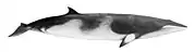 Common minke whale illustration with a dark top, creamy underside with a creamy stripe on the pectoral fins, a long robust body, and a dorsal fin near the tail