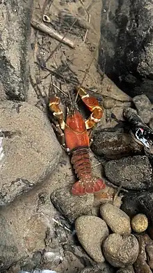 Top-down view of a orangish-red crayfish sitting in shallow water on a bed of rocks.