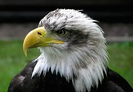 Image 13Bald eagle at Bird of preyMore selected pictures