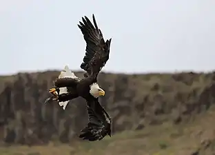 Bald Eagle in flight